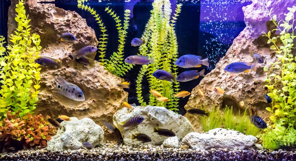 An Aquarium which is clean thanks to Pond maintenance.