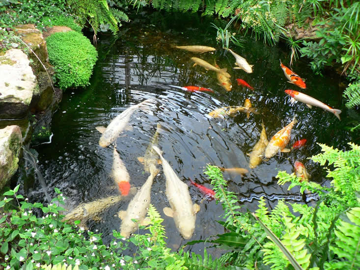 A clear pond with carp in it which is clear because of Pond Maintenance